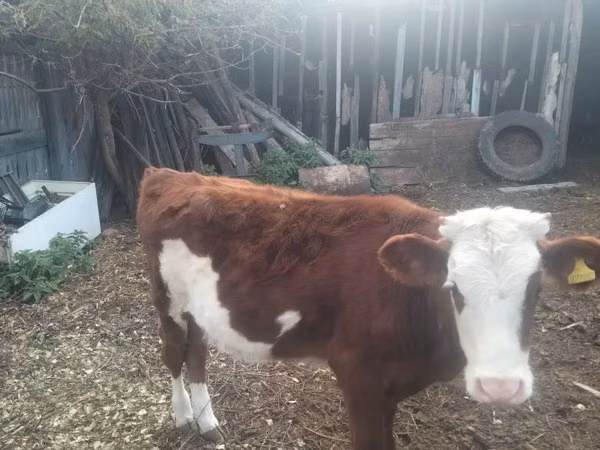 Cattle (batch, sex not specified), Simmental cattle — Kazakhstan