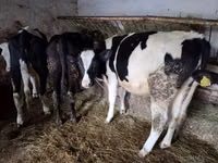 Lembu betina, Simmental cattle — foto 3