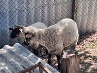 Խոյ, White Suffolk sheep — լուսանկար 1