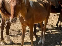 Horse (M), Rocky Mountain Horse — photo 1