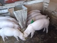 Boar, Pigs — photo 1