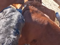 گاو و گوساله (گروه، جنسیت مشخص نشده), Simmental cattle — عکس 2