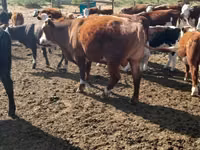 Sapi, Aberdeen-Angus — foto 1