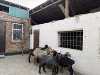 Sheep, Rhon sheep — photo 1
