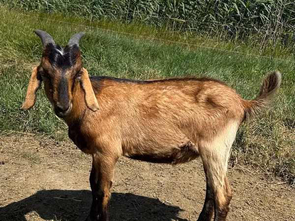 Billy Goat, Nubian Goat — Moldova