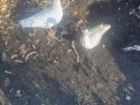 Ducks — ছবি 2