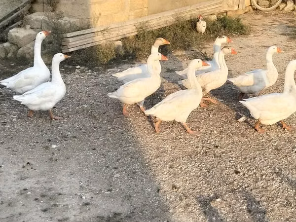 Geese — Azerbaijan