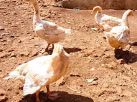 Geese — акс 4