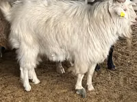 Billy Goat, Goats — photo 8
