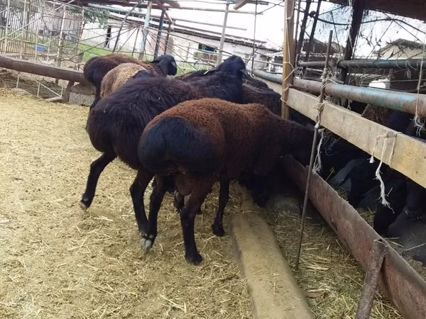 Ram, Sheep — Uzbekistan