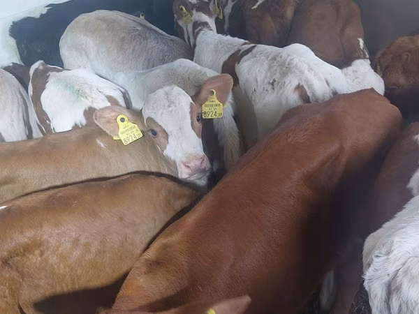 Bull, Simmental cattle — Poland