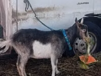 Goat, Goats — photo 1