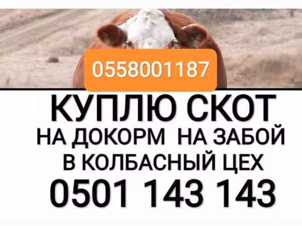 Bull, Cattle — Kyrgyzstan