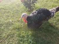 Turkeys — ছবি 7