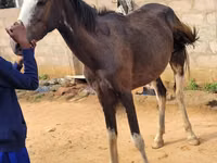 马匹（批次，未指定性别）, Horses — 照片 6