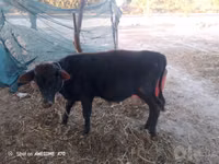 Bull, Cattle — photo 3
