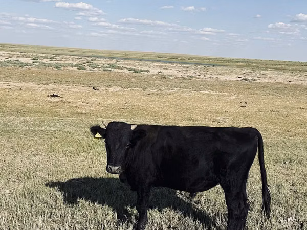 公牛, Aberdeen-Angus — 哈萨克斯坦