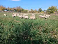Biri-biri betina, Sheep — foto 2