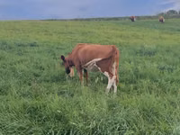 母牛, Cattle — 照片 3