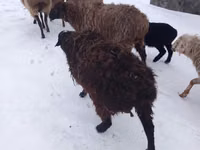 Sheep, Hissar sheep — photo 1