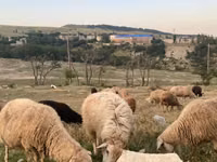 Хонь (бүлэг, хүйс заагаагүй), Tian-Shan semifinewool sheep — 1 зураг