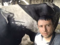 सांड, Russian Black pied cattle — फ़ोटो 5