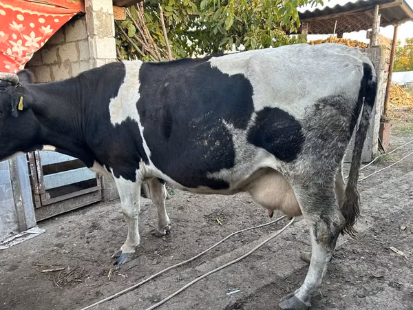 Cow, Russian Black pied cattle