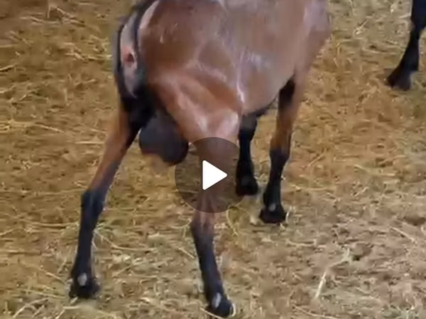 Goat, Italian Alpine goat — Kazakhstan