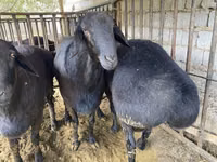 Ovan, Hissar sheep — fotografija 7