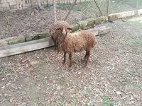 绵羊（批次，未指定性别）, Daglıс sheep — 照片 2