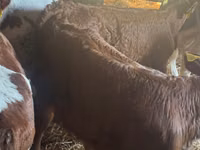 सांड, Simmental cattle — फ़ोटो 2