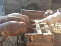 Sheep, Sheep — photo 5