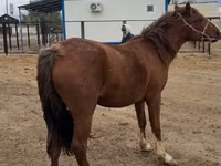 فرس, Horse breed — الصورة 4