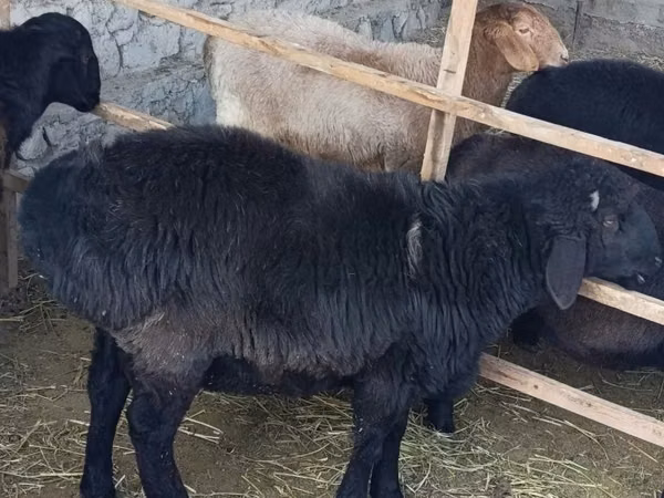 Ram, Sheep — Uzbekistan