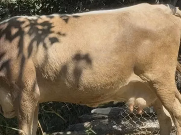 Cow, Cattle — Georgia