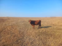 公牛, Cattle — 照片 3