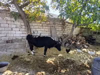 Cattle (batch, sex not specified), Cattle — photo 1