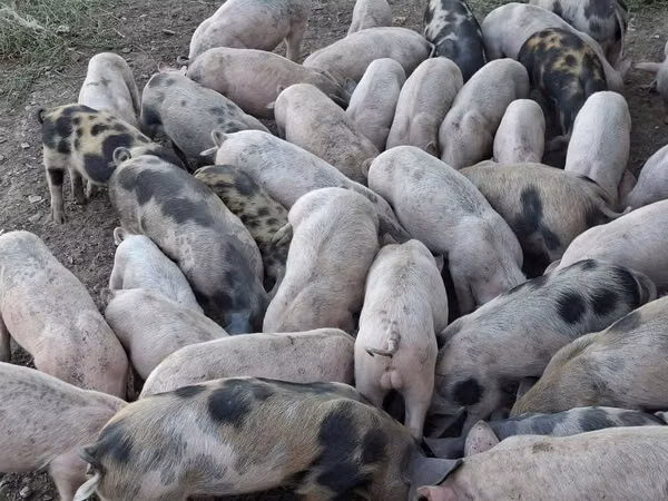 Boar, Pigs — Moldova
