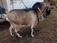 Goat, Goats — photo 3