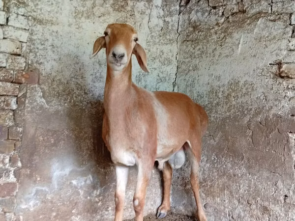 Goat, Nubian Goat