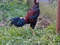 Chickens — تصویر 2