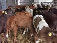 Toro, Simmental cattle — foto 7
