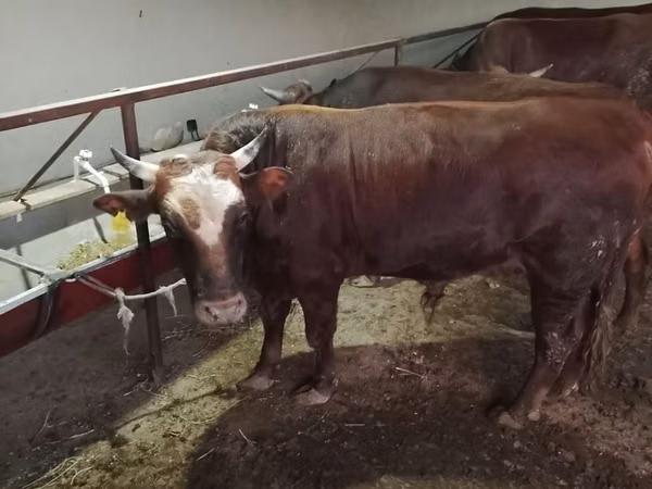 सांड, Simmental cattle — उज़्बेकिस्तान