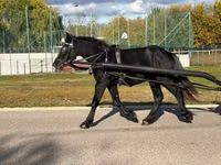 Hingst, Heste — foto 8