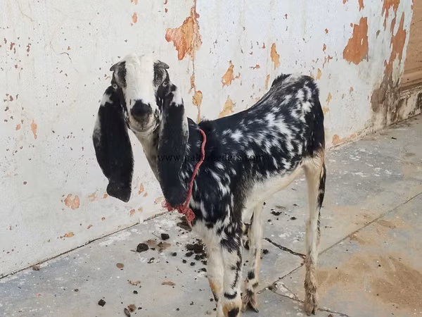 Goat, Goats — Pakistan