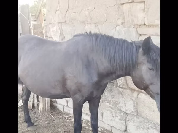 Kuda betina, Horses