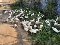 Amerika Pekin — 2-rasm