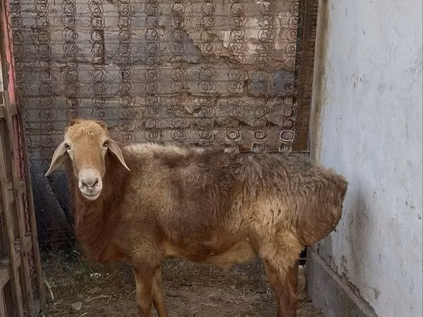 Koç, Edilbay sheep — Kazakistan