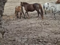 Kuda betina, Horses — foto 4