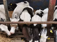 Bovini (lotto, sesso non specificato), Simmental cattle — foto 4